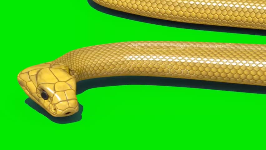 Shutterstock Video