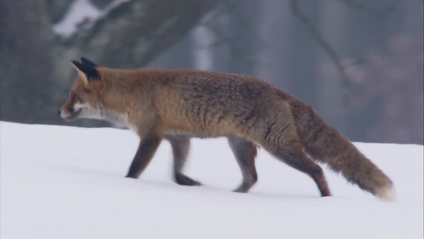 fox jumps after mouse in the snow