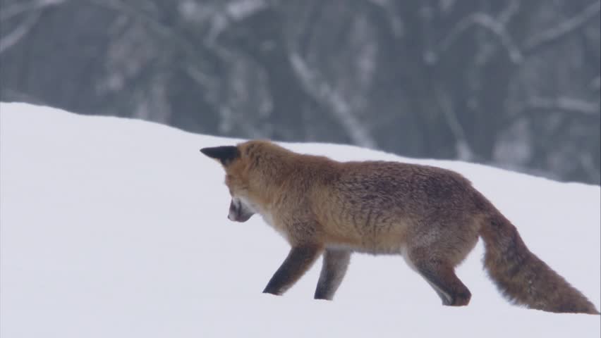 fox jumps after mouse in the snow