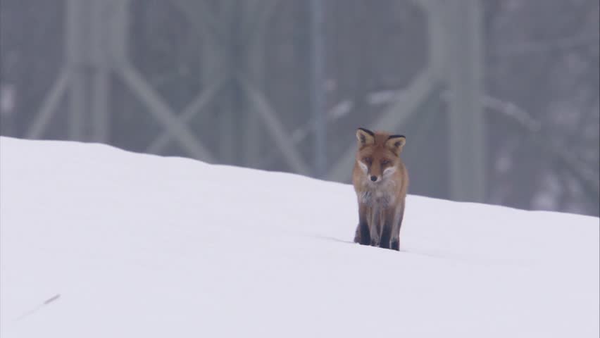 fox jumps after mouse in the snow