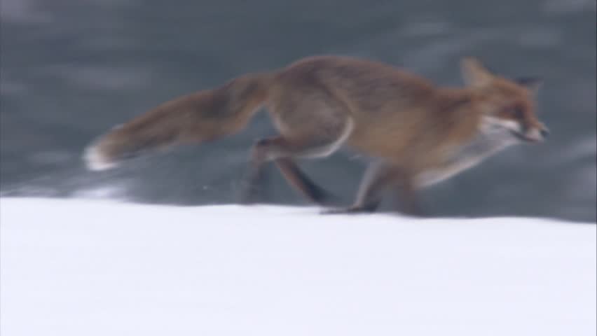 fox running through the snow