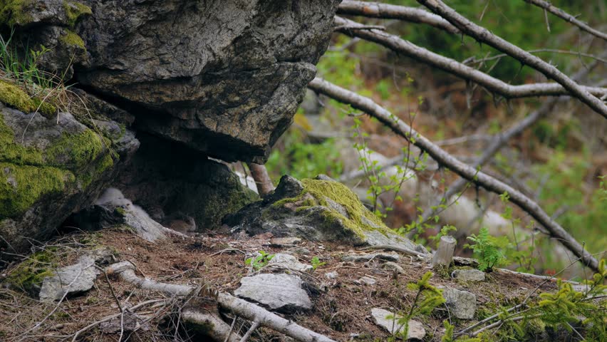 Eurasian eagle owl (Bubo bubo) in flight at the nest