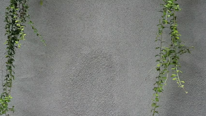Creeping plant on the white wall background with copy space. 