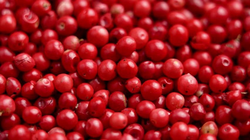 Organic red peppercorns. Spicy aromatic seasoning. Pink scented corns. Hot ingredient. Macro. Rotation