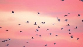 Silhouette of birds, likely egrets or herons, in flight against a vibrant sunrise sky. - Powered by Shutterstock - Get 15% off with code: PIKWIZARD15