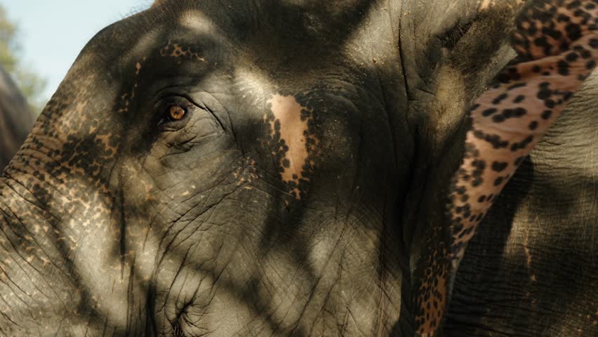 Head Of Asian Elephant (Elephas Maximus) Chiang Mai, Thailand - Close Up