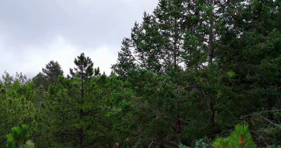 A drone view of Stormy weather in Colorado with pine trees and spruce trees rising up into the clouds