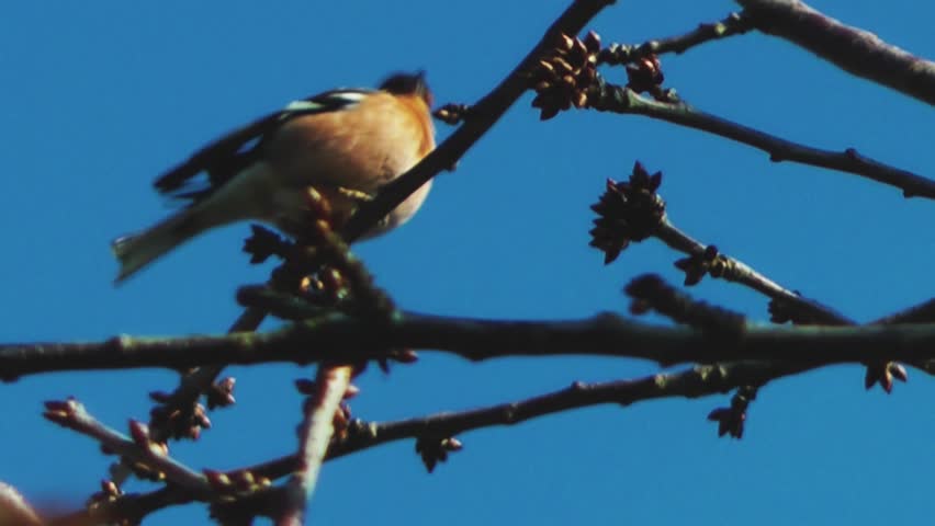 Chaffinch Sitting In A Tree - Staffordshire, England