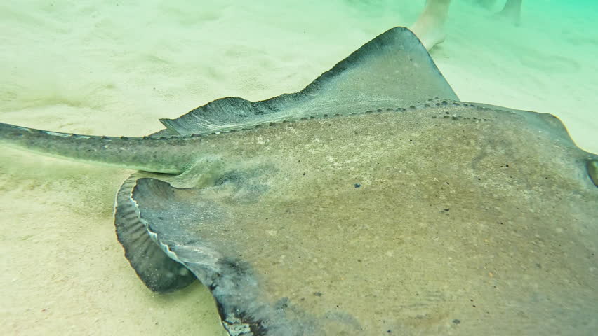 Southern stingray, dasyatis americana, lies partially buried in the white sand of the caribbean sea floor