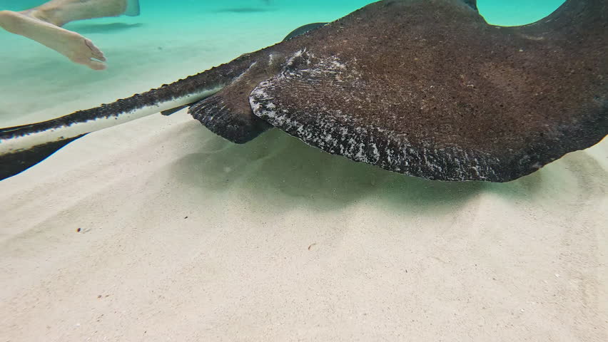 Southern stingray swimming in shallow turquoise water over sandy bottom in the cayman islands
