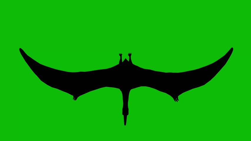 Silhouette of a pteranodon dinosaur flying on green screen, top view. Animal silhouettes, seamless loop 3D animation. You can easily remove the green screen using any video editor.