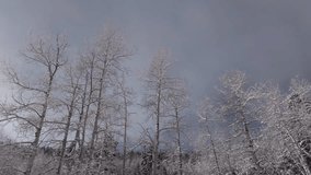 Winter Christmas wonderland frosty cold morning Aspen Tree Grove frosted snowy meadow valley aerial drone Evergreen Colorado USA sun blue sky quaking populus tremuloides native trees circle right down - Powered by Shutterstock - Get 15% off with code: PIKWIZARD15