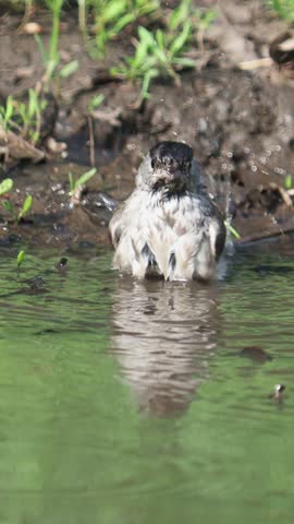 The blackcap bird taking a bath, Sylvia atricapilla, with the sound of singing birds in the background