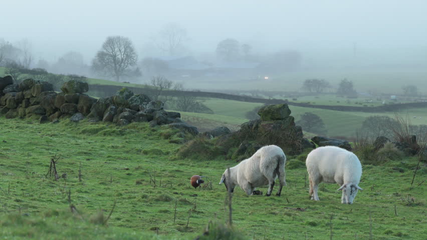 Close-up of sheep grazing in a moorland field during winter in the Peak District National Park, England, UK.
