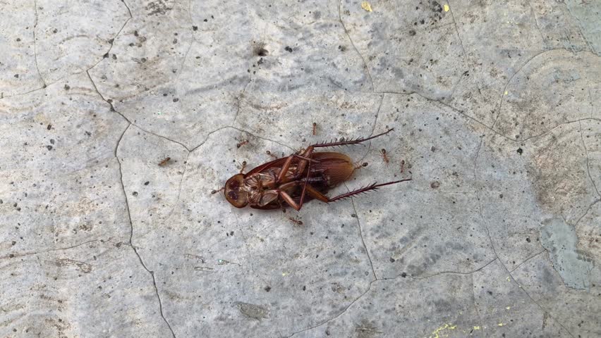 A headless cockroach or Periplaneta americana is being pulled upside down by a group of red ants or Solenopsis on a cracked cement surface
