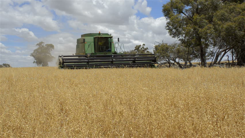 An Australian farmer on a combine harvester (header) harvesting a crop of oats.