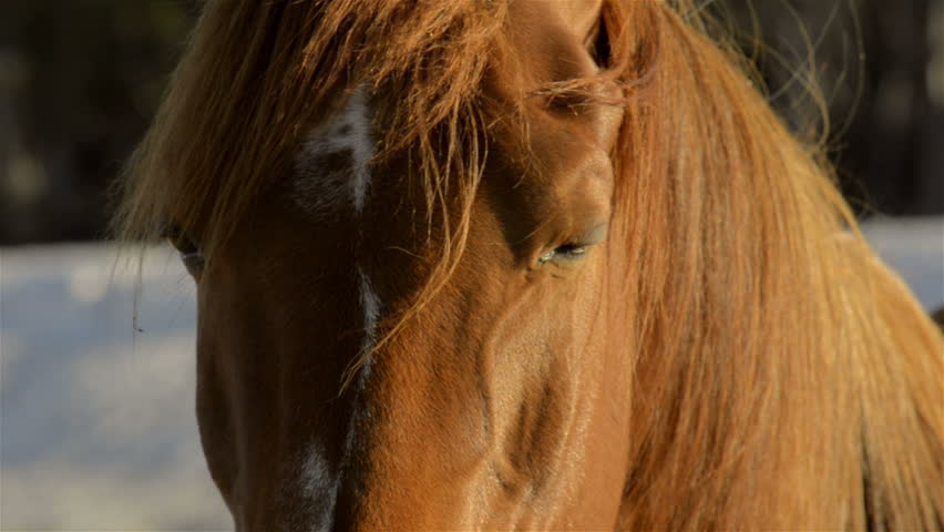 Close-up of the eyes of a horse looking around. The horse is lit be the early