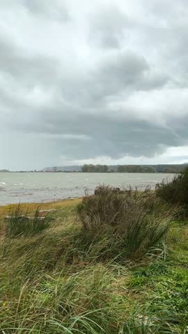 Windy shoreline with tall grass swaying under a dramatic cloudy sky, overlooking rough waters and distant trees.