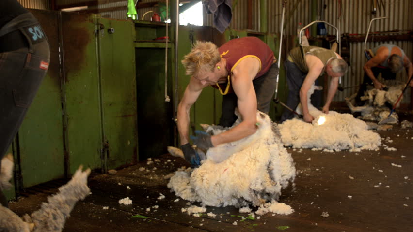 WOODANILLING, AUSTRALIA - November 21, 2012: Tracking shot of shearers shearing
