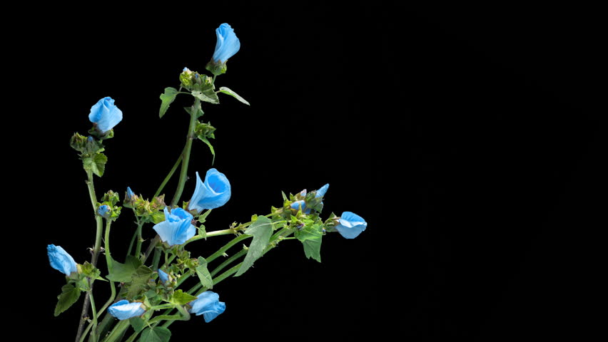 Enchanting Bloom: Time-Lapse of Blue Chinese Roses Unfolding with Romance and Tenderness.