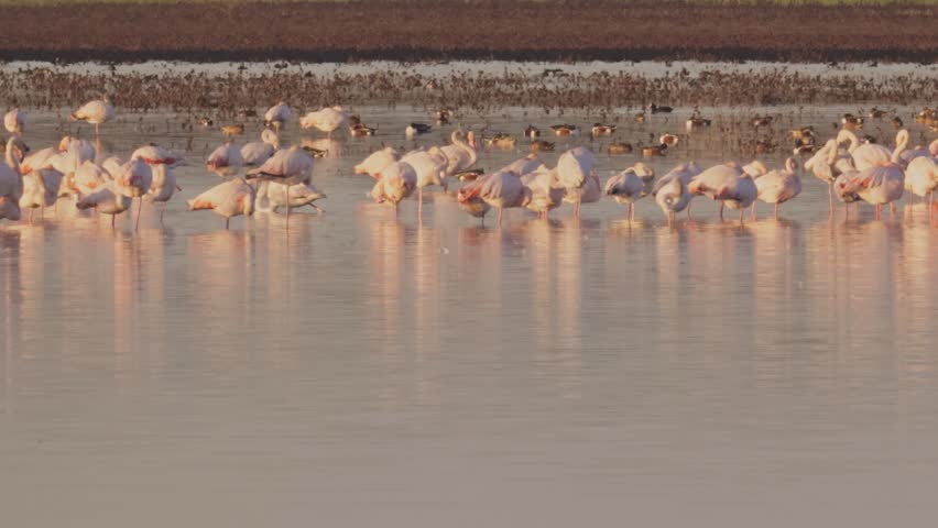 flamingos and ducks resting in the lagoon at dusk, with the fading winter light creating a serene atmosphere. The peaceful scene showcases waterfowl in their natural habitat