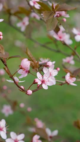 Spring flowering tree of the ornamental plum Pissardi