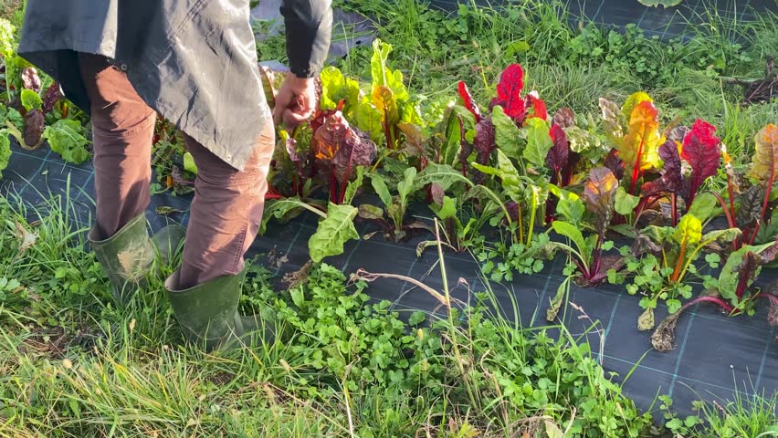 Italian farmer tending to his colorful swiss chard crop in his organic vegetable garden during the autumn harvest season, ensuring fresh and healthy produce