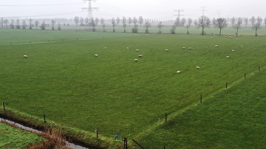 Foggy country side in the Netherlands, showing a flock of sheep