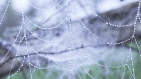 A cinematic view of dew-covered spider webs glowing in the muted sunlight of a foggy winter morning, with soft mist rolling in the background. - Powered by Shutterstock - Get 15% off with code: PIKWIZARD15