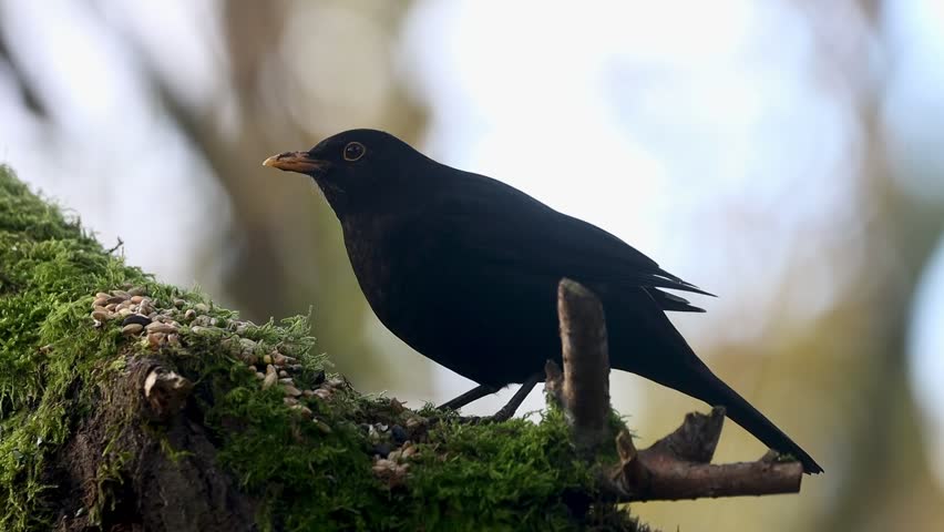 A common blackbird (Turdus merula) standing on a plants-covered tree branch eating seeds during daytime, with blurred background