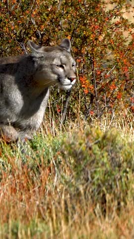 A vertical slow-motion of a Puma Concolor running in the natural habitat on a sunny autumn day in Torres del Paine National Park, Patagonia, Chile