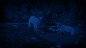 Couple Of Lambs Grazing In The Moonlight - Powered by Shutterstock - Get 15% off with code: PIKWIZARD15
