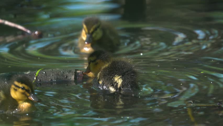 Family of Mallard ducklings (Anas platyrhynchos) swimming on the river