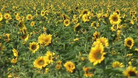 HD1080i Field of Sunflower.