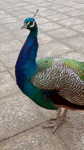 Close-up of male peacock with blue neck