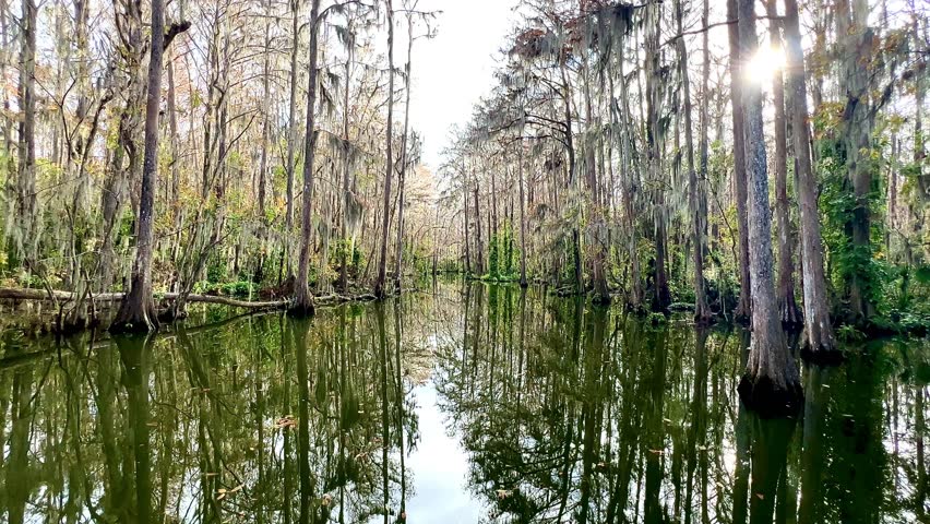 Slow moving glide long the glassy smooth water of the Dora Canal with bald cypress trees and hanging Spanish moss lining the banks