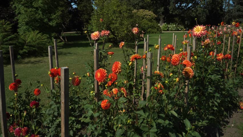 A vibrant display of orange and pink dahlias supported by wooden stakes in a well-maintained botanical garden. The flowers are in full bloom, creating a colorful and structured flower bed.