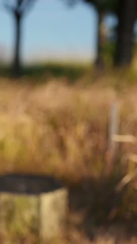 In December 2024, a Japanese parent and child, a 3-year-old girl and her 30s mother, spend the evening at a lush park in Higashi Ward, Fukuoka City, Fukuoka Prefecture. Vertical video.