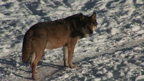 HD1080i Wolf move through a forested area in winter