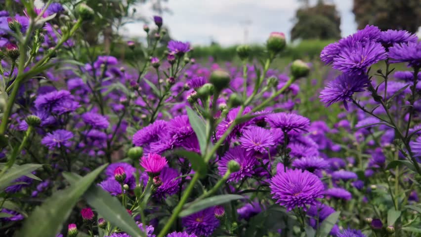 Close up through camera movement Purple margaret flower blooming in the garden.