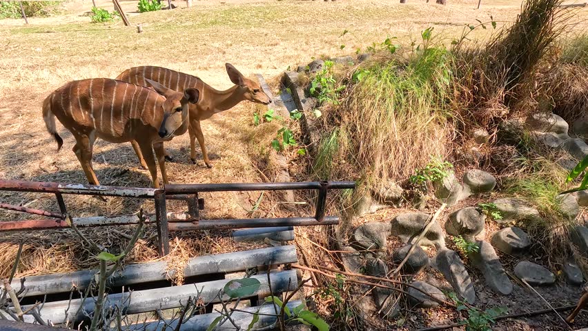 Nyala antelopes exploring their habitat in Chonburi