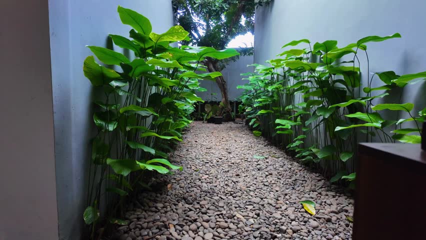 View on garden yard, trees, lush bush and green monsterra growing on tiled wall background over the small rocks at sunny summer day.