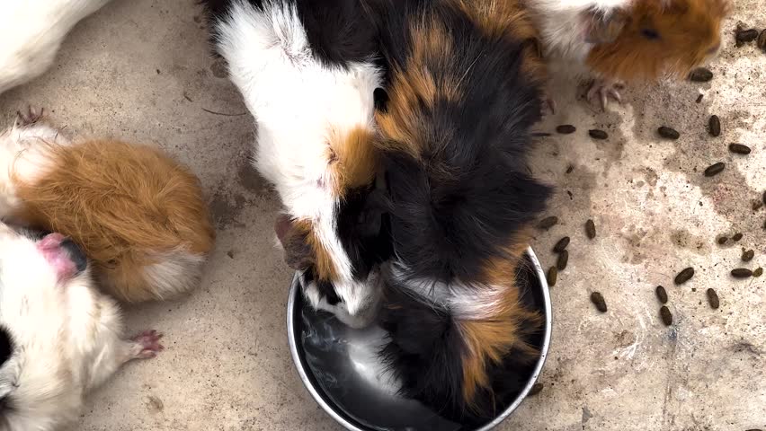 Guinea pigs eating together from a shared bowl