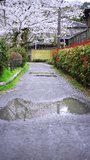 [Vertical video] Cherry blossoms reflected in a puddle at Kyoto's Philosopher's path - Powered by Shutterstock - Get 15% off with code: PIKWIZARD15