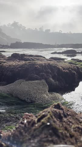 La Jolla, California, San Diego 