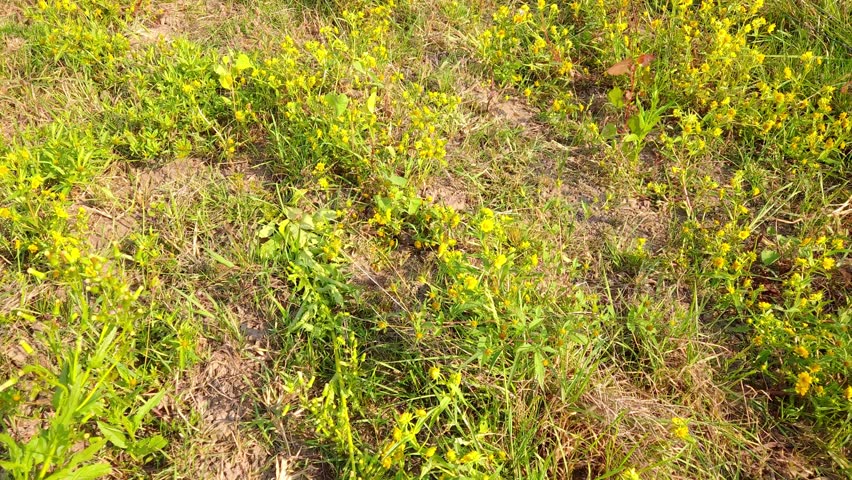 Grasshoppers Jumping Among Vibrant Wildflowers in a Green Meadow on a Summer Day