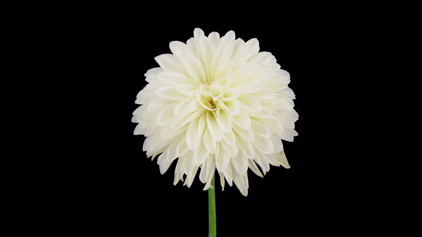 Time lapse of dying white dahlia with ALPHA channel