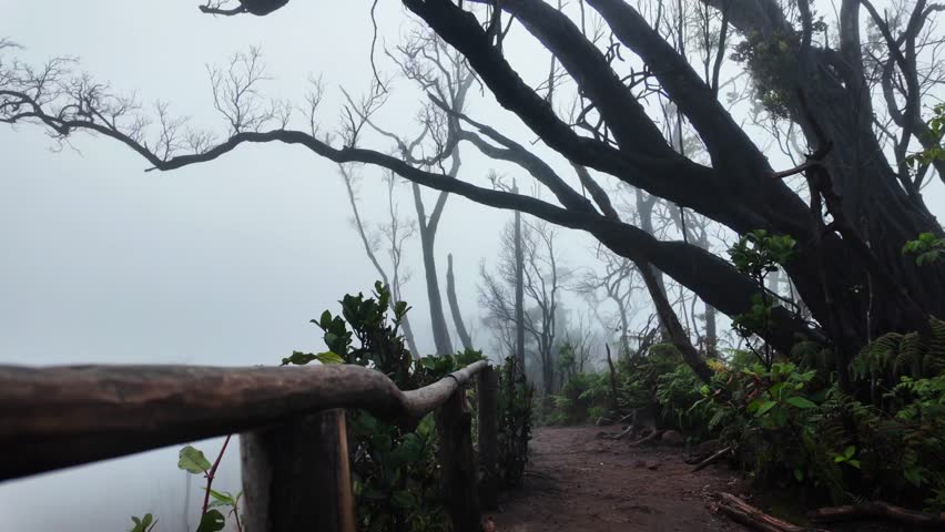 Pathway and Silhouettes of bare tree branches against dark blue grey overcast sky and fog. Halloween haunted forest concept