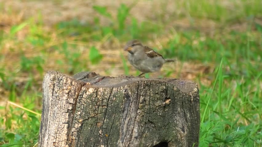 House sparrows are jumping on a tree stump.