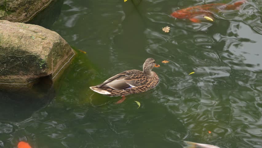 Duck swimming among koi fish in tranquil garden pond during autumn
